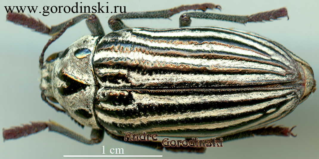 http://www.gorodinski.ru/buprestidae/Julodis laevicostata.jpg